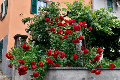 Dettaglio-4