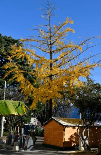 Albero n Piazza della Riforma