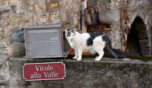 Gatto del vicolo